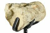 Fossil Mosasaur Vertebra w/ Metal Stand - Texas #377881-5